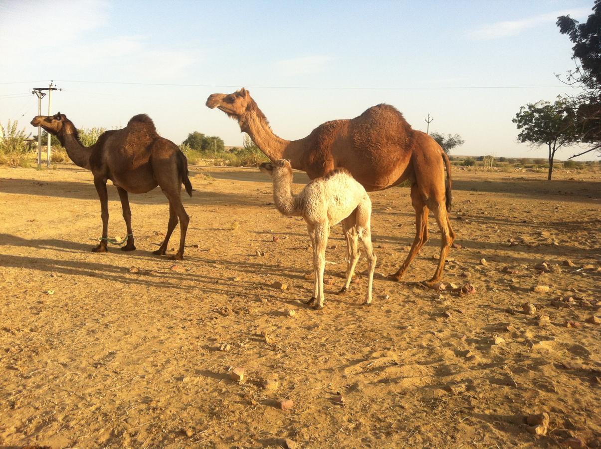 Hotel Deep Mahal & Safari Jaisalmer Exterior photo