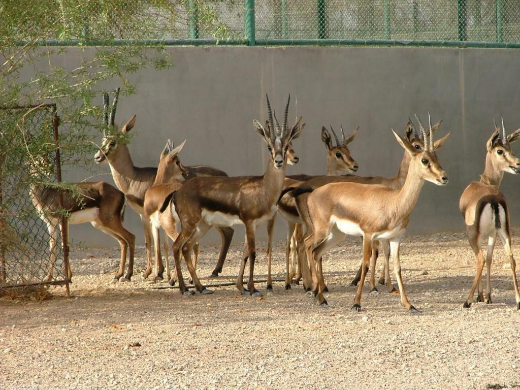 Hotel Deep Mahal & Safari Jaisalmer Exterior photo